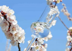 Abb. eines Degustierglases vor einem Zweig mit Marillenblüten