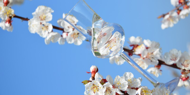 Marillenblüte am Wachauer BrennEselHof