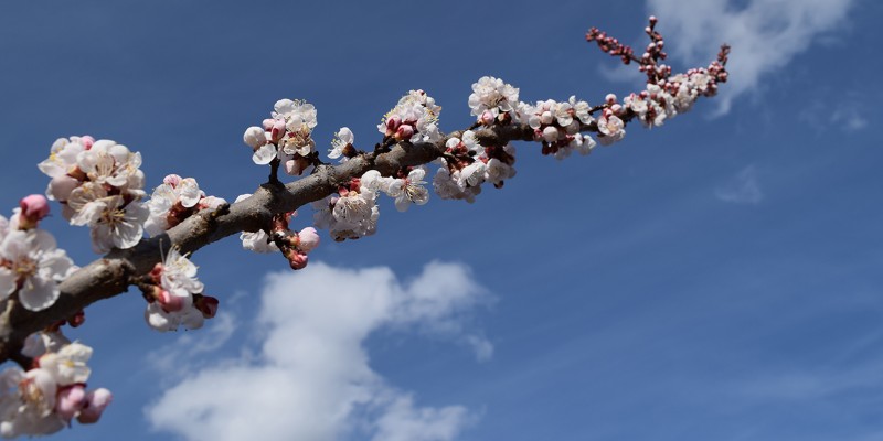 Marillenblüte am Wachauer BrennEselHof