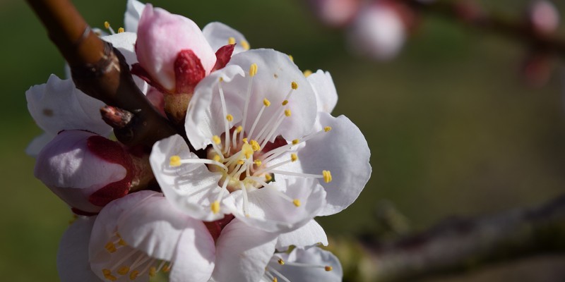Marillenblüte am Wachauer BrennEselHof