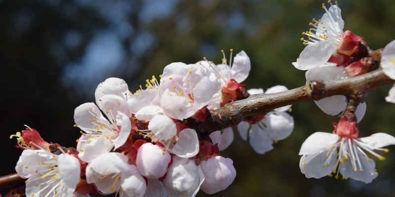 Marillenblüte am Wachauer BrennEselHof