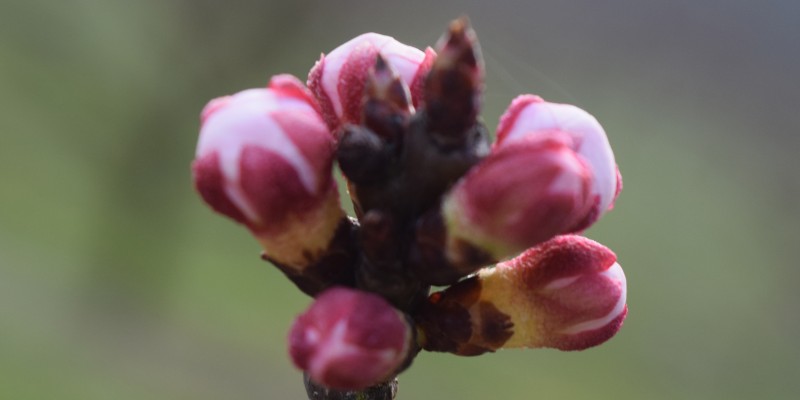 Marillenknospe am Wachauer BrennEselHof